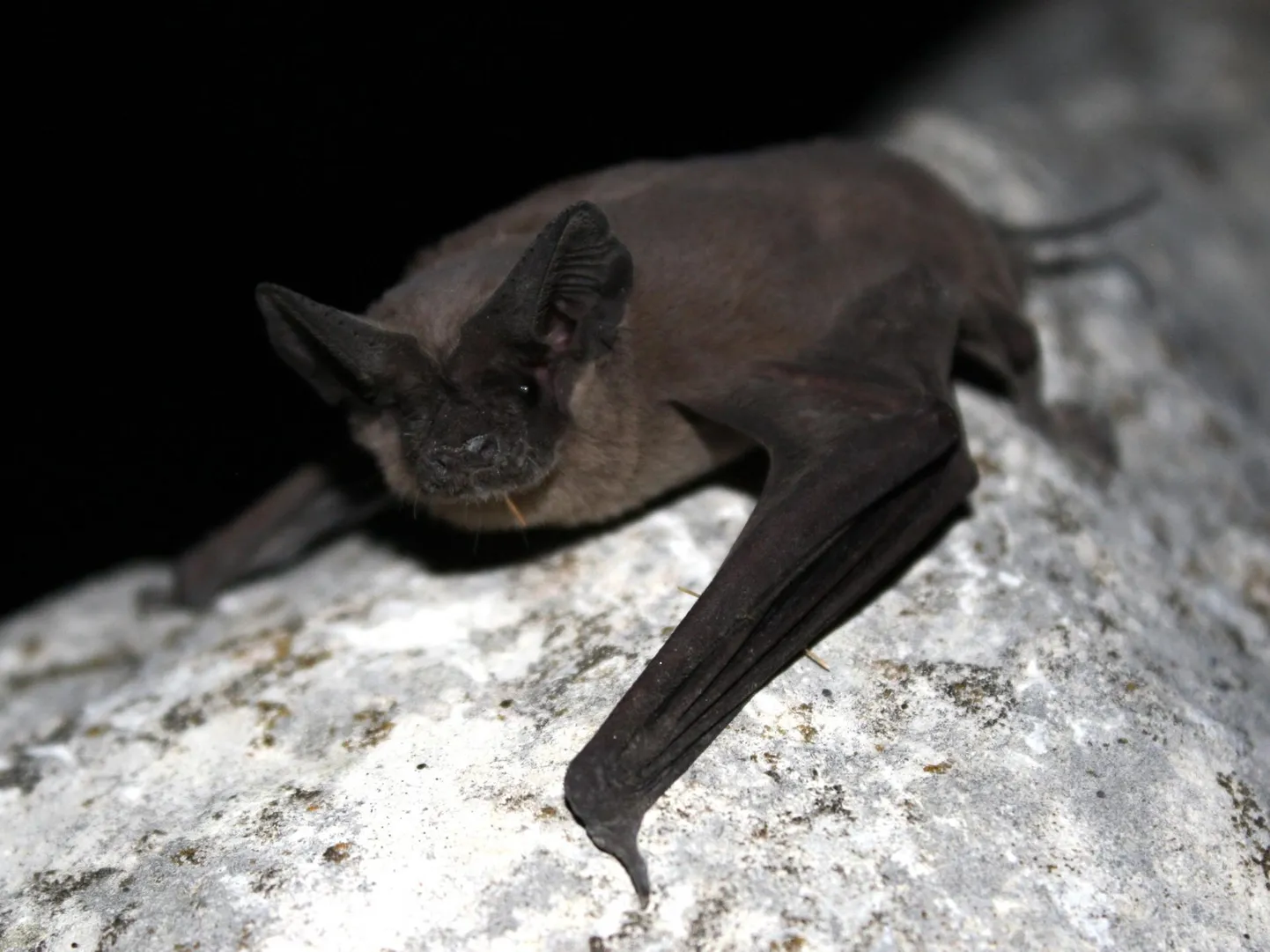 Nahkhiir Brasiilia kurdmokk (<em>Tadarida brasiliensis</em>).