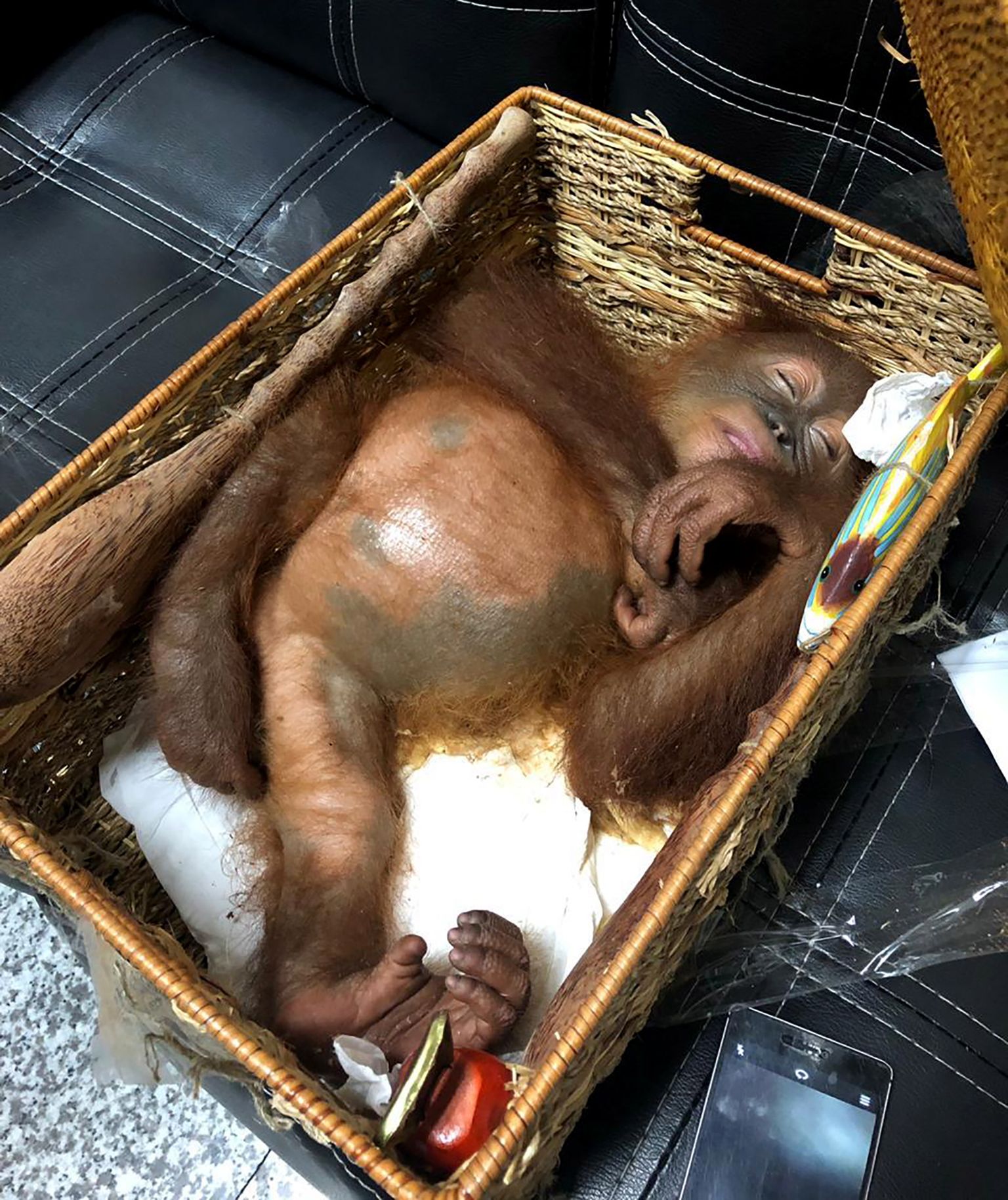 Спящий в багаже орангутан.