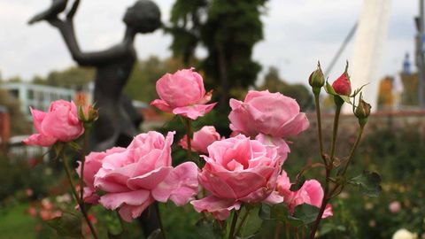 Тартуский ботанический сад приглашает на День розы и клематиса