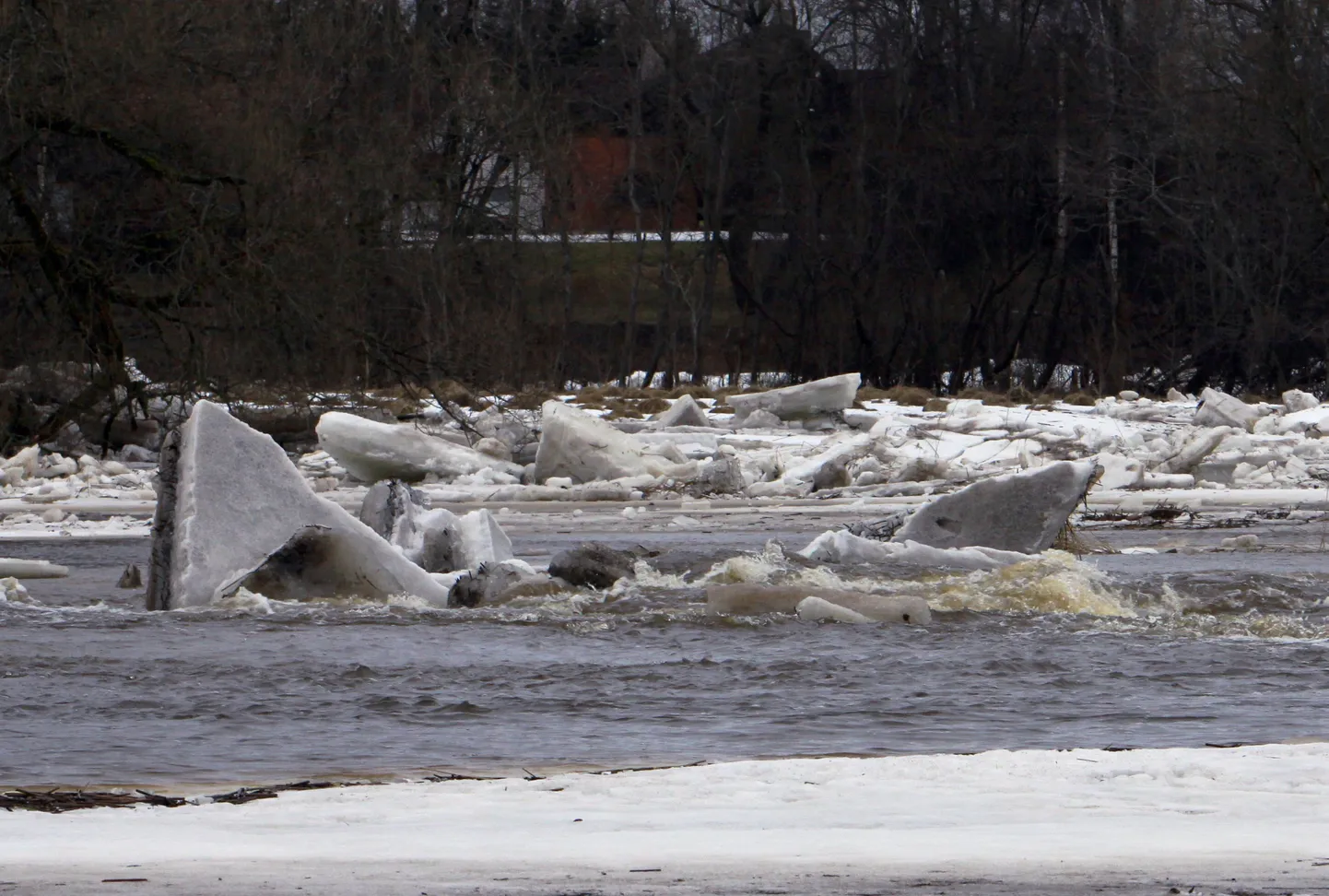 Üle kallaste tõusnud Pärnu jõgi uputas Sindis Auli ja Pardi tänavat.