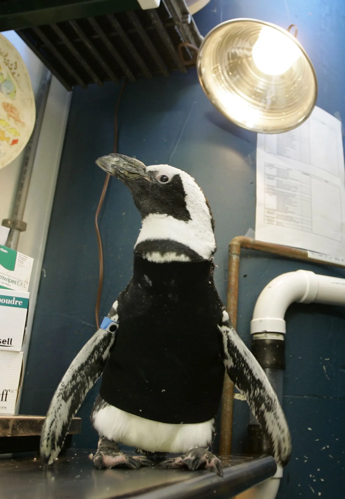 Kiilanevale pingviinile Pierre'ile õmmeldi ainulaadne ujumisülikond