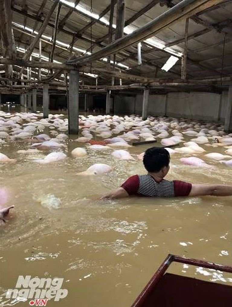 Üleujutus Vietnamis tappis tuhandeid sigu