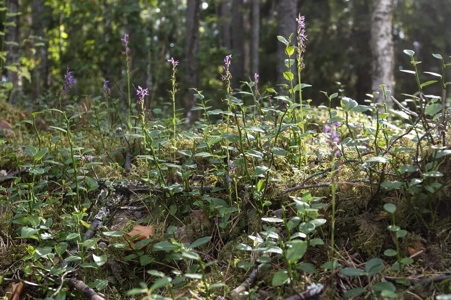 26 июля 2024 года в Эстонии был обнаружен новый вид орхидей Hemipilia cucullata с эстонским названием sale tanukeel.