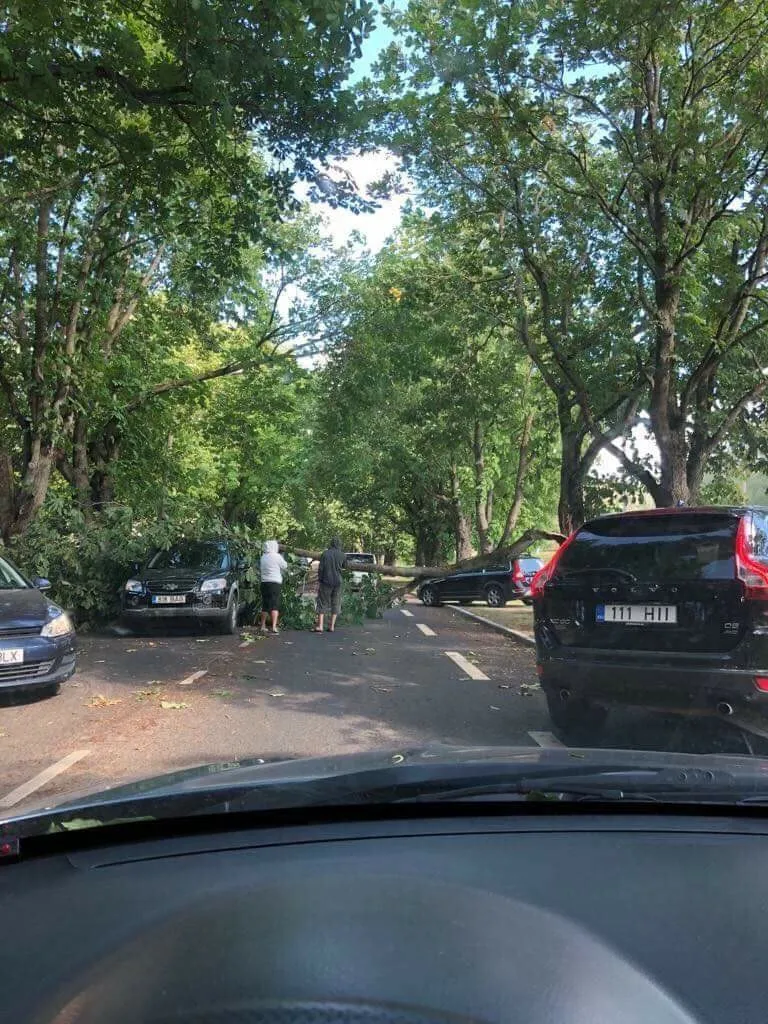 Дерево, упавшее на дорогу на улице Техника.
