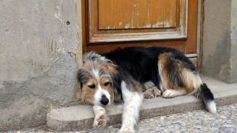Loomaarst vastab: miks koer välisukse juures veidralt käitub? 