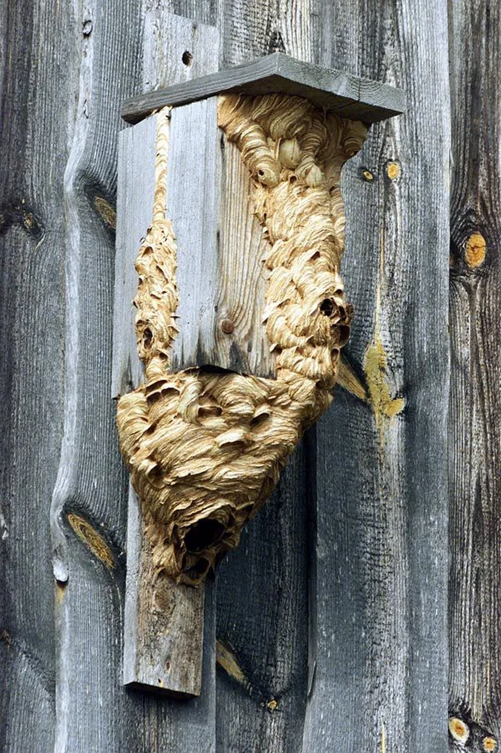 Vastu sügist pole tark vapsikupesa torkida