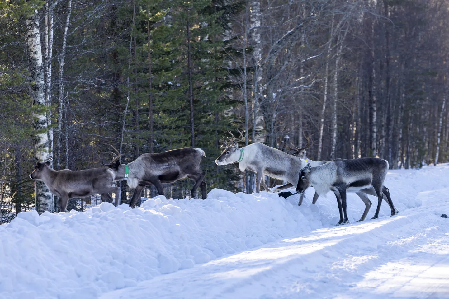 Põhjapõdrad naudivad elu Umeå vallas, aga sel nädalal tuleb neil hakkama saada ka ralliautode müraga.
