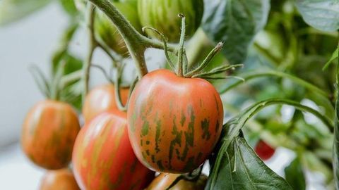 SUVI AIAS ⟩ Tomatite värvumist saab kiirendada