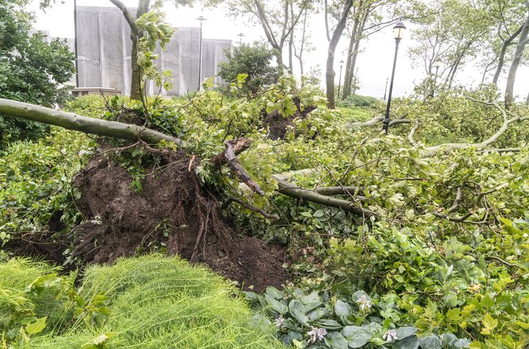 USA idarannikut tuuseldas troopiline torm Isaias, mis langetas puid ja lõhkus elektriliine