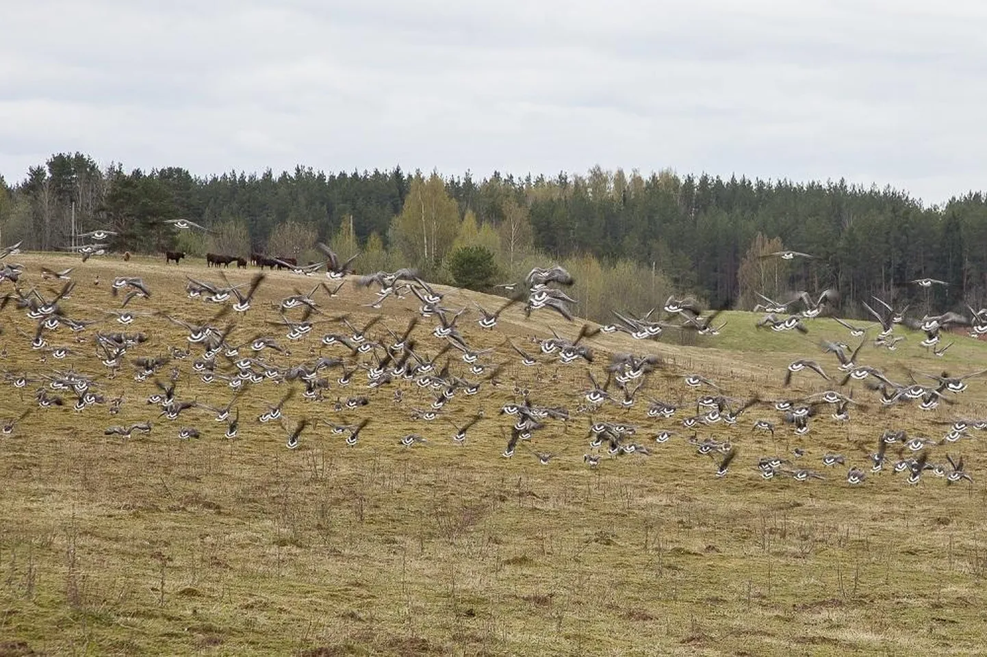 Põllumaadel ristuvad sageli maaharija ja rändlindude huvid. Pildil on kevadrändel haned.