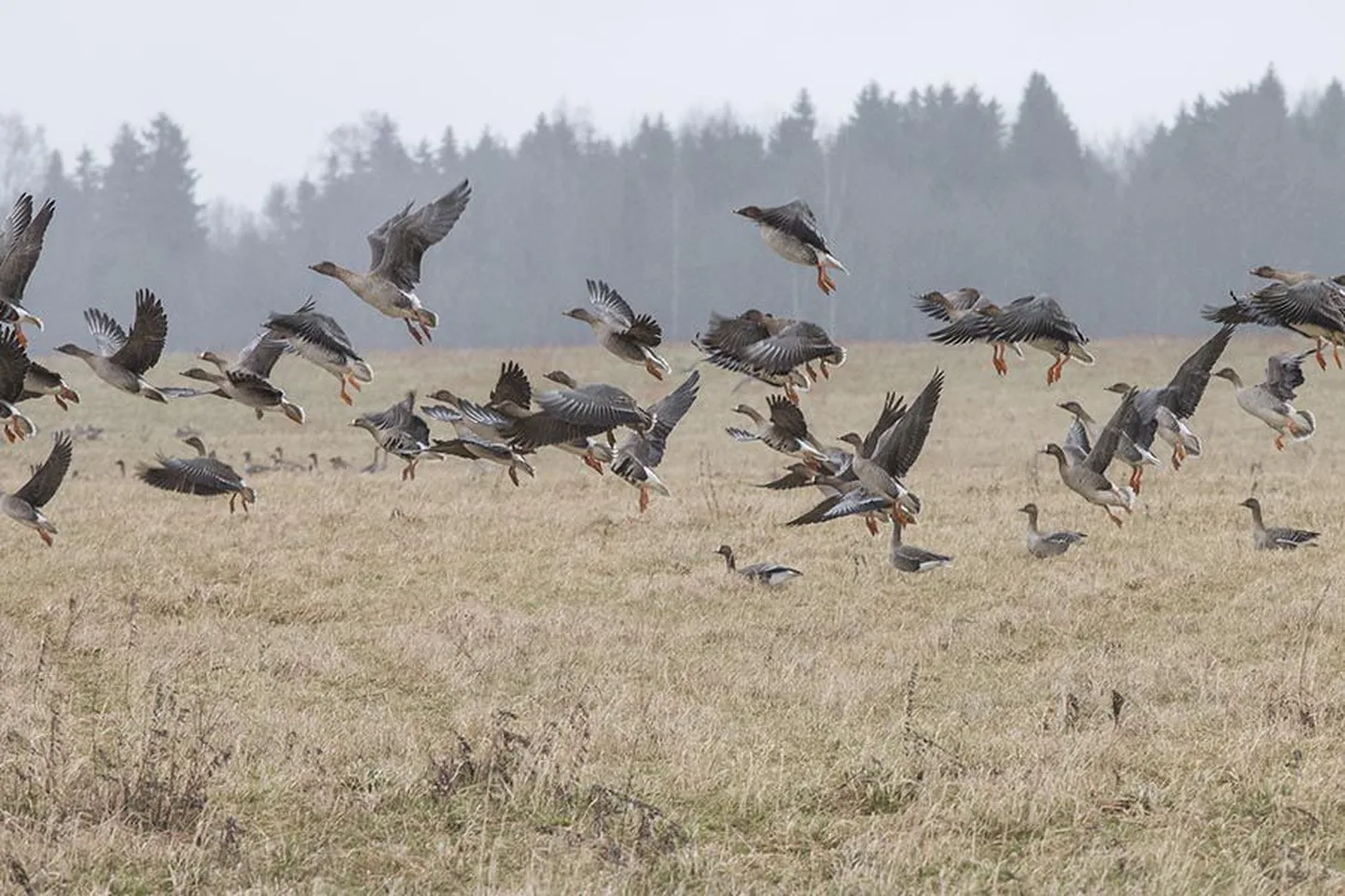 Hanede ränne on uhke vaatepilt, sest parvedes võib olla tippajal tuhandeid linde.