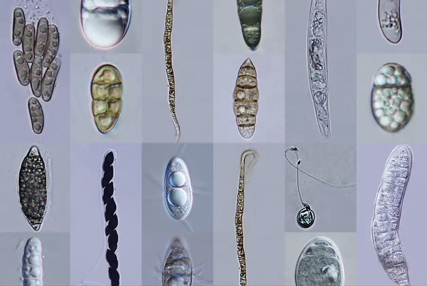 Mikroskoopilisi mereseeni on leitud umbes 2000 liiki.