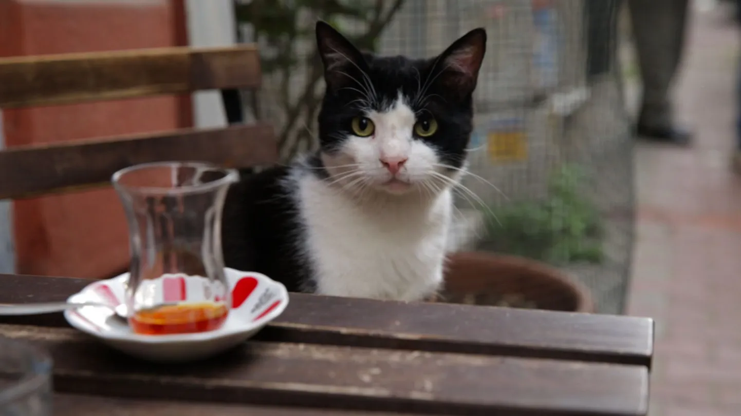 Dokumentaalfilm «Kedi».