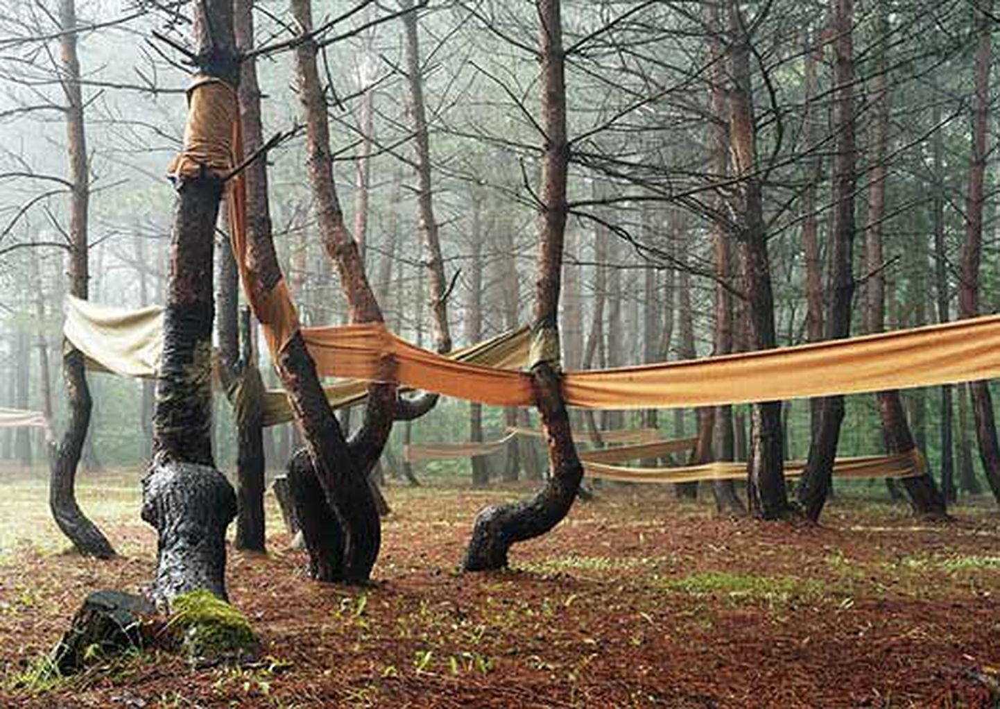 Fotograaf Riitta Päiväläinen paneb puud riidesse.