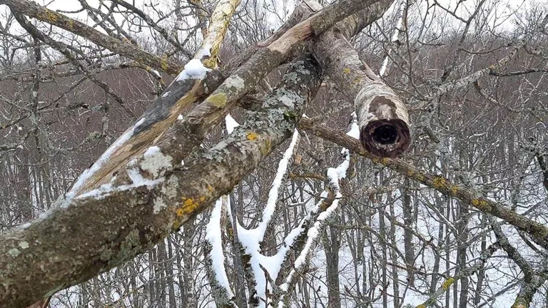 Kotkakaamera on peidetud kuivanud oksa sisse, nii et see jääb lindudele nähtamatuks.