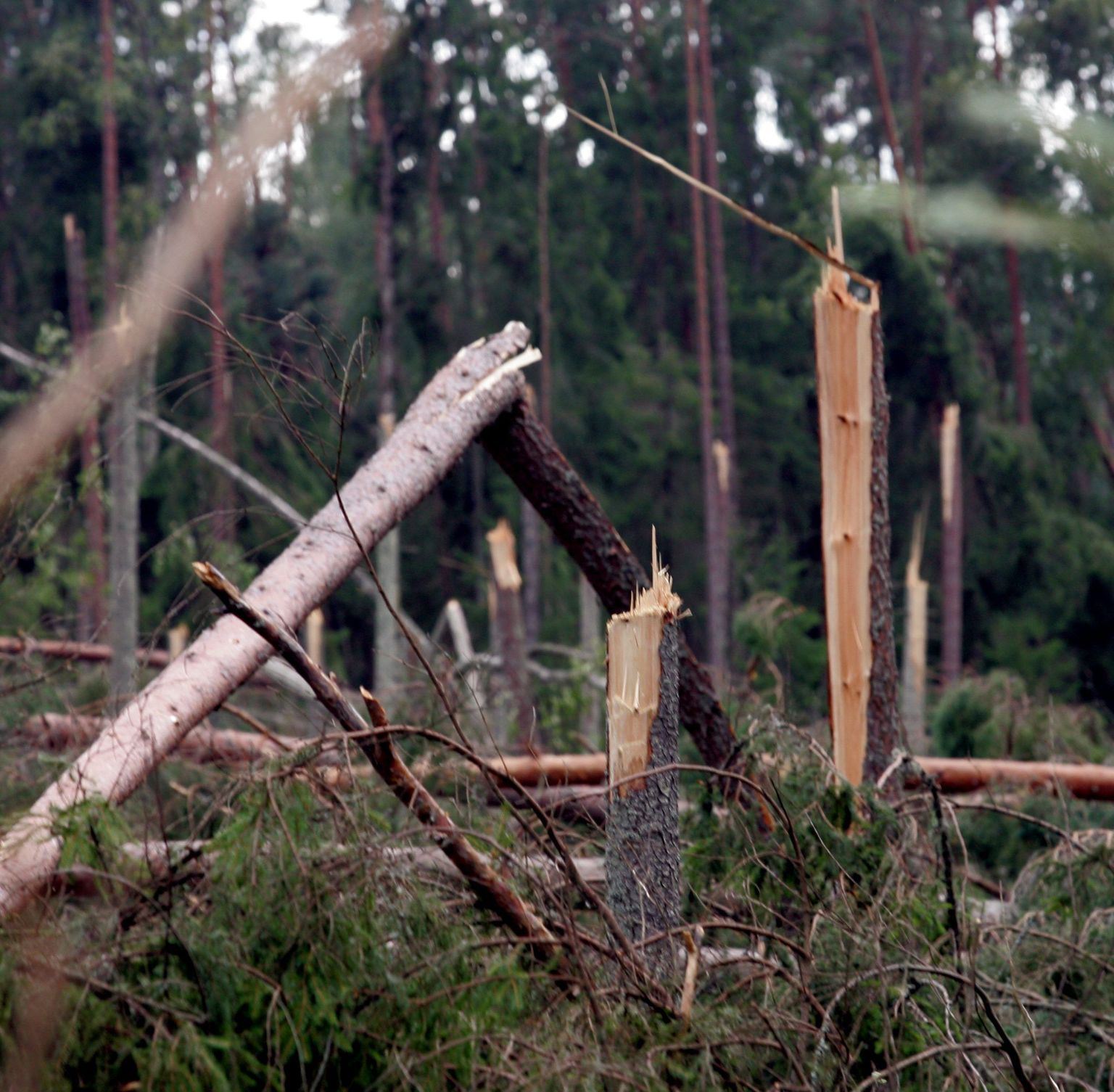 Augustitormid tekitasid Lääne-Virumaa metsadele suurt kahju.