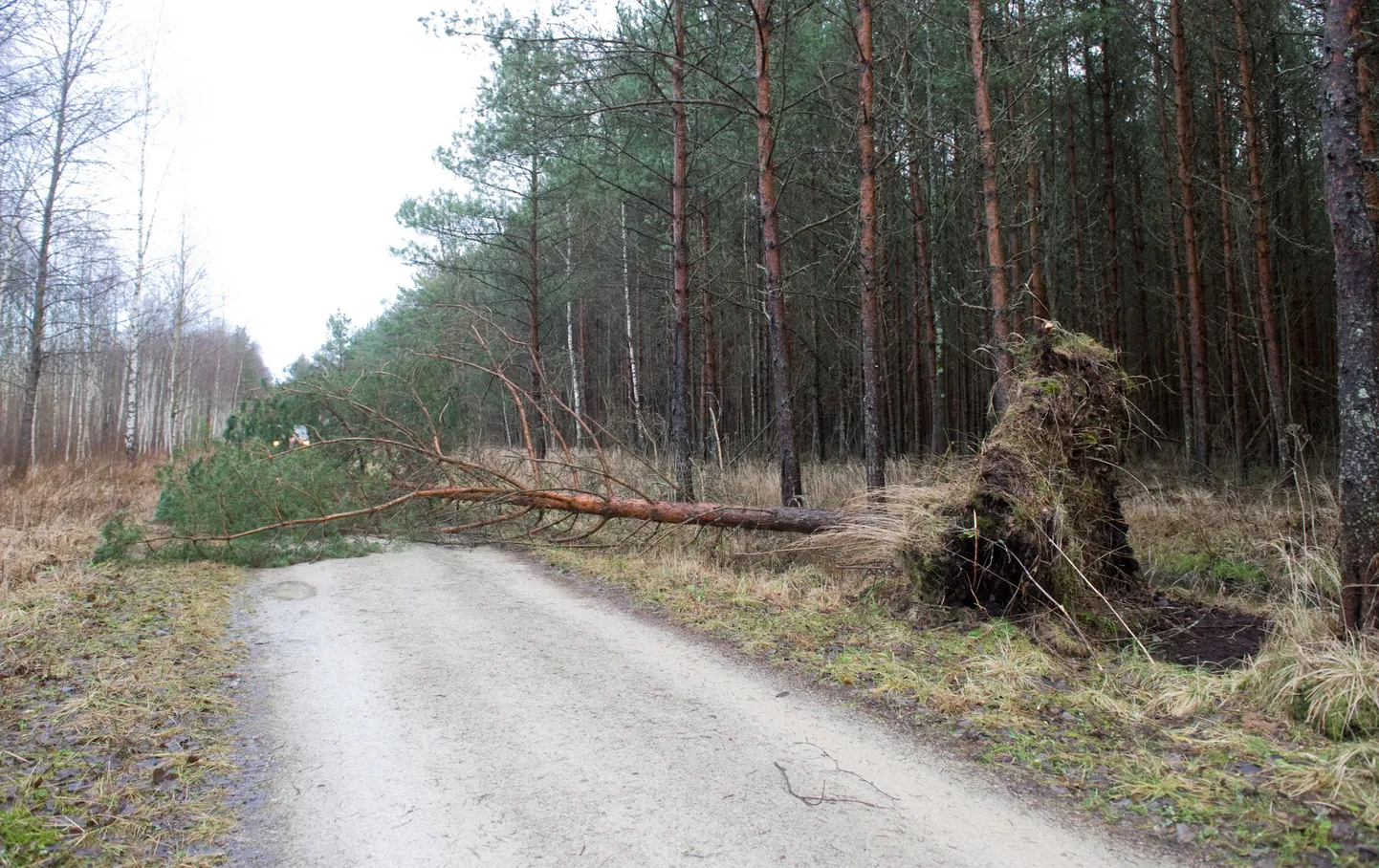 Pääsküla raba