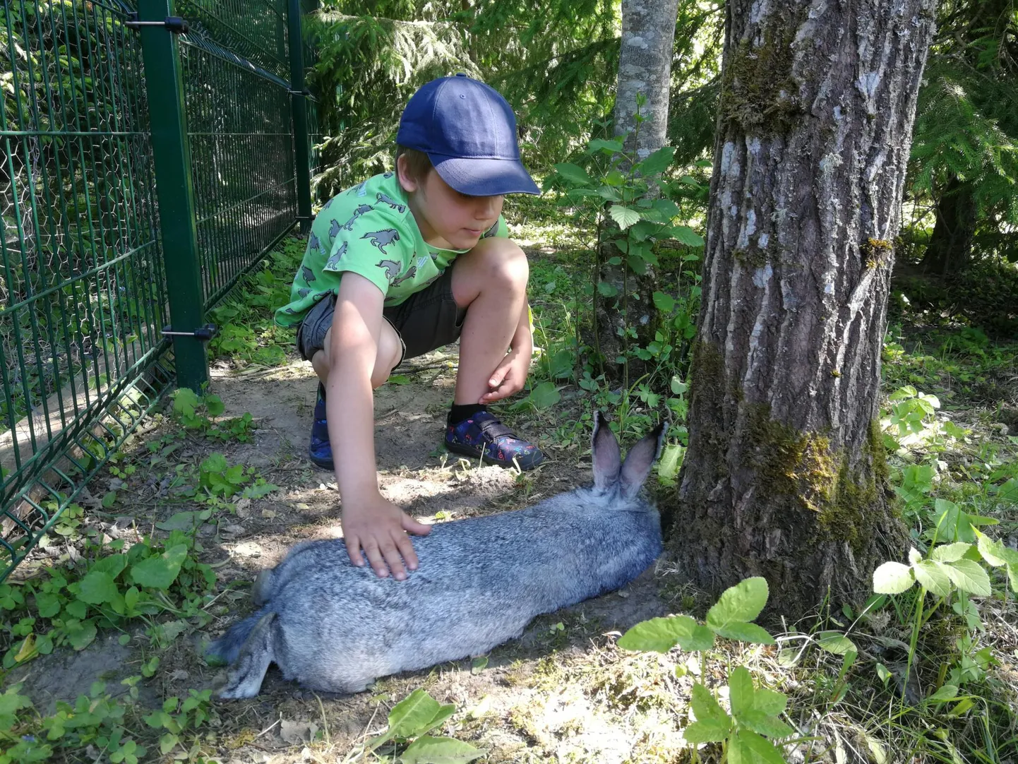 Kaire usaldab enda perest üle jäävad pojad headesse peredesse, aga katseajaga. Kui perele selgub, et jänesepidamine pole ikka nende jaoks, võtab Kaire pojad endale tagasi.