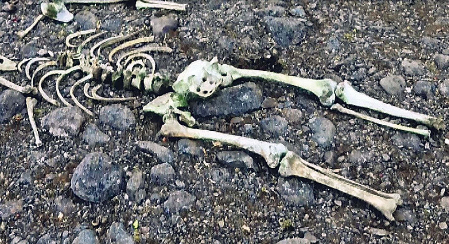 Georgi maalt leitud inimsäilmed kuulusid umbes 1,72 meetrit pikale saledale, ilmselt Baltikumist pärit mehele.
