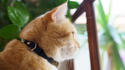 Kui kauaks võib kassi üksi koju jätta? Eksperdid annavad selge vastuse