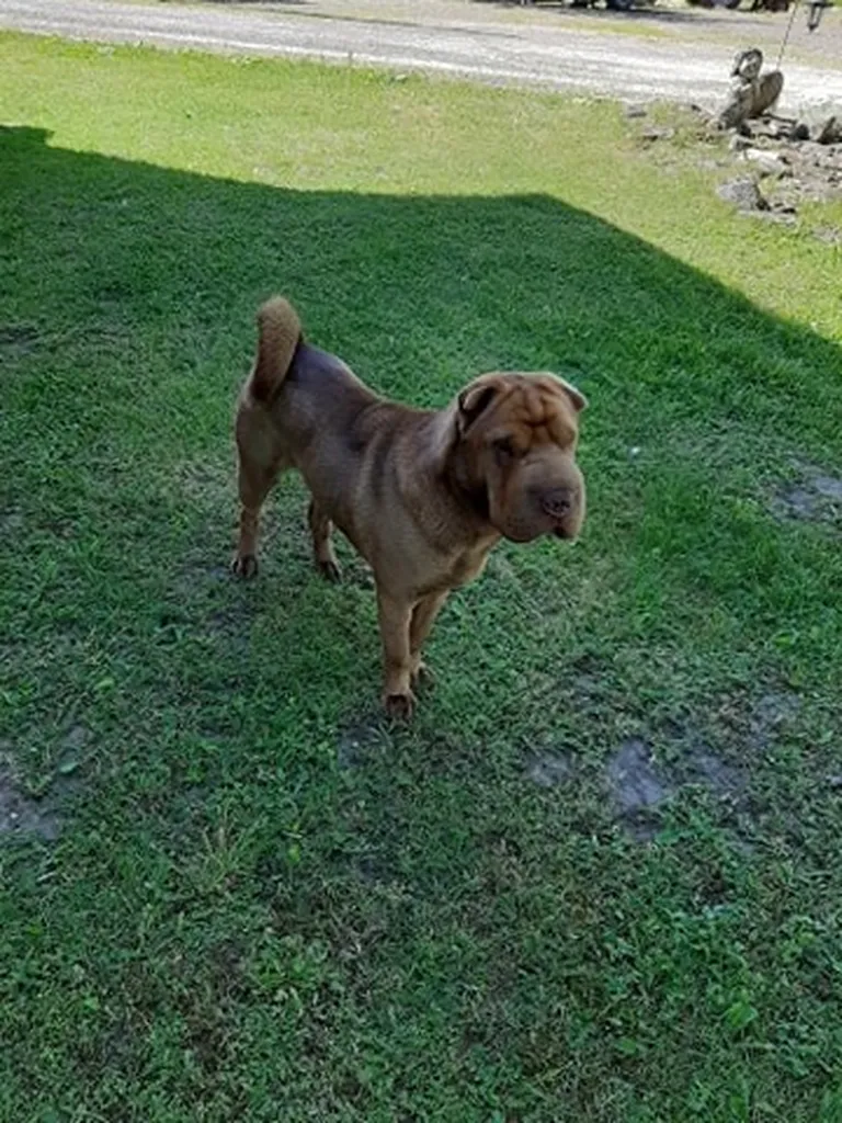 Kadunud Shar Pei tõugu koer.