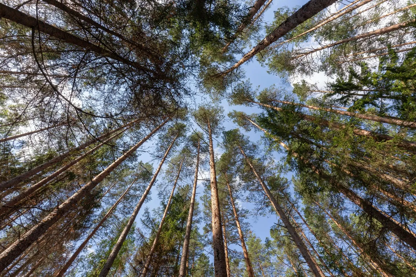 Metsaviktoriin pakub võimalust mitmekesistada loodusõpet koolis.