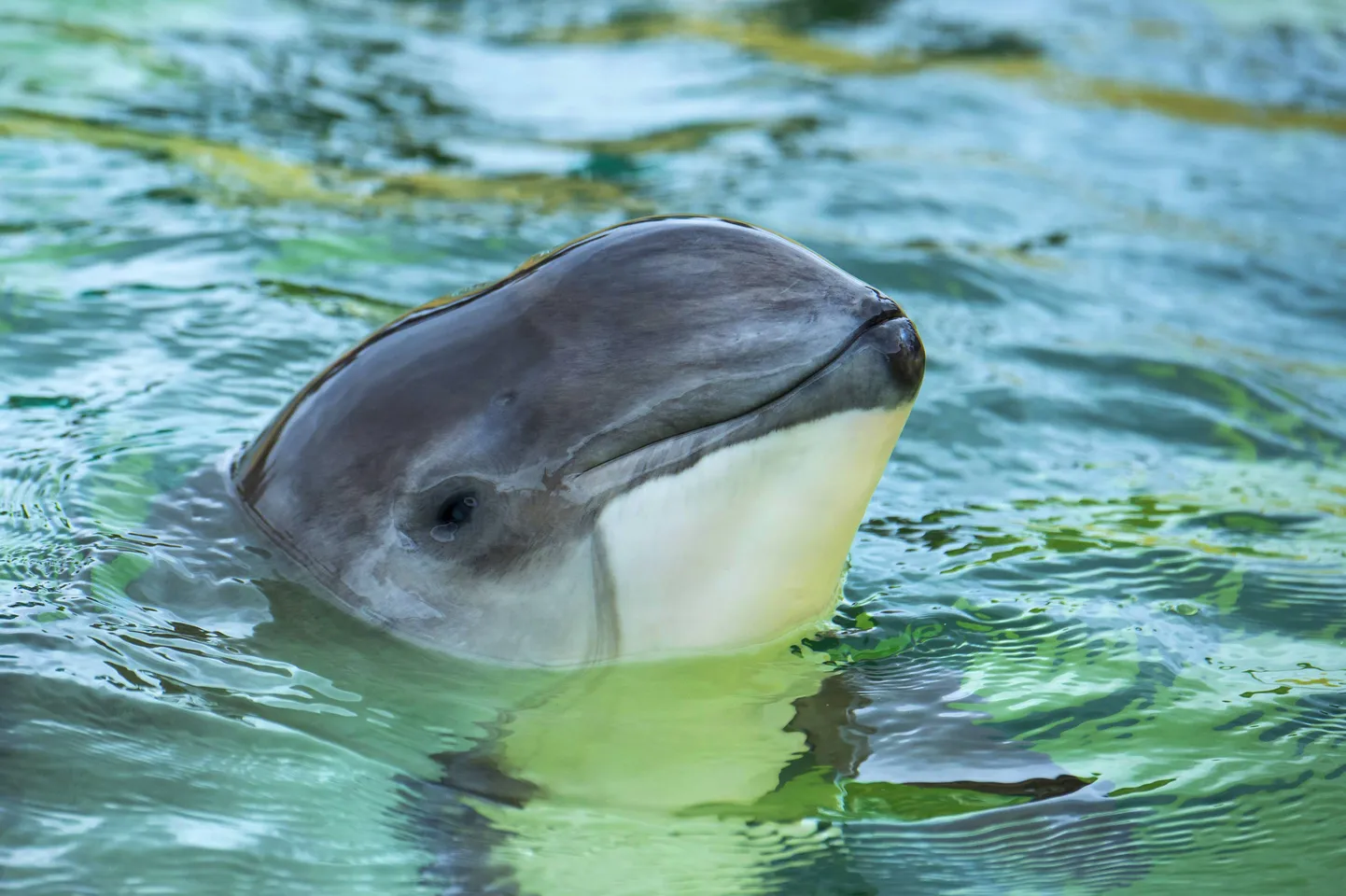 LNG terminalide poolt ohustatud pringel.