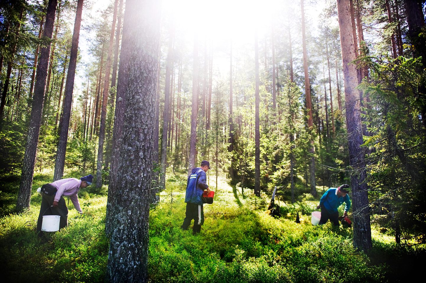 Tai marjakorjajad Põhja-Rootsi metsades.