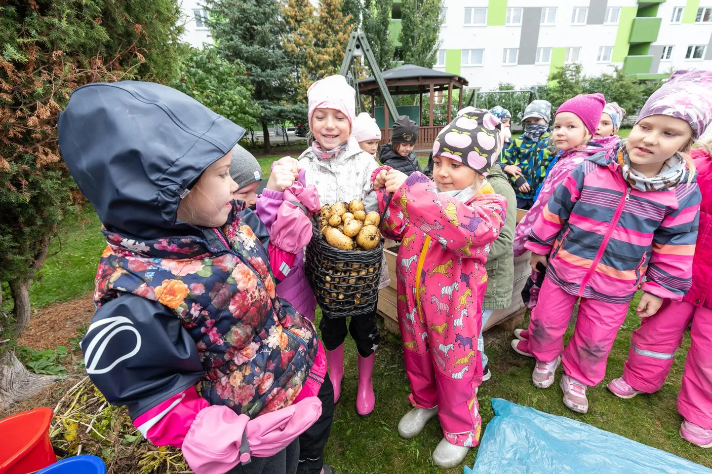 Väikesed preilid leidsid, et raske kartulikorv on nagu hantel. Ja kas teie teate, miks kartuleid korviga tõstetakse? Lapsed teadsid. Sest muld kukub aukudest välja.