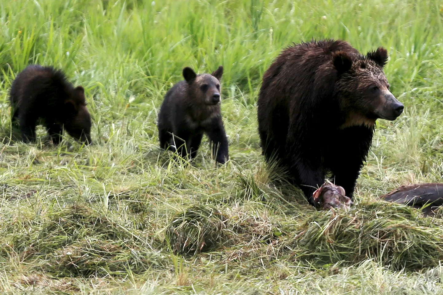 Grislikaru koos kahe pojaga USAs Wyomingi osariigis asuvas Yellowstone'i rahvuspargis.