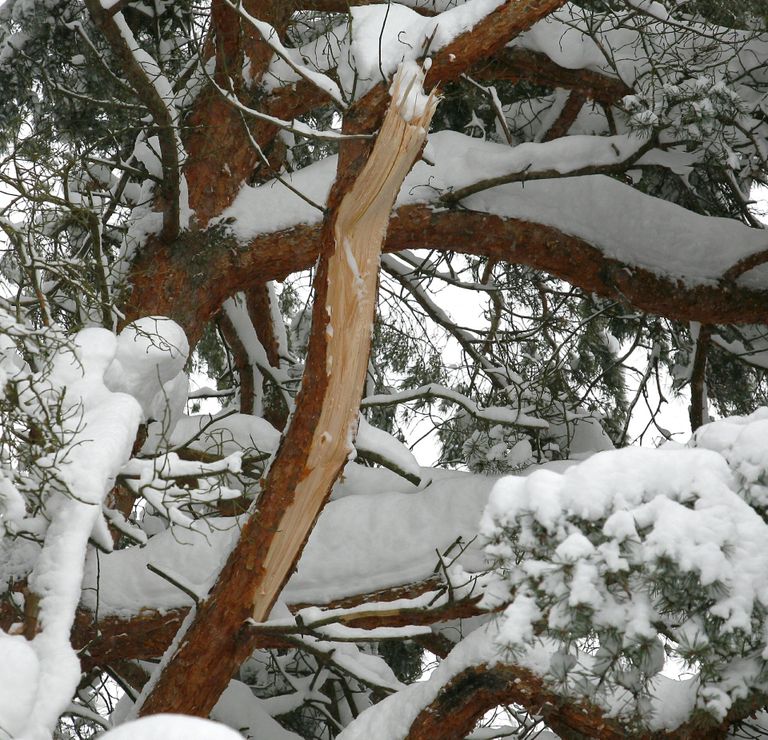 Isegi suure männi oksad ei pruugi raske lume all vastu pidada ja murduvad.