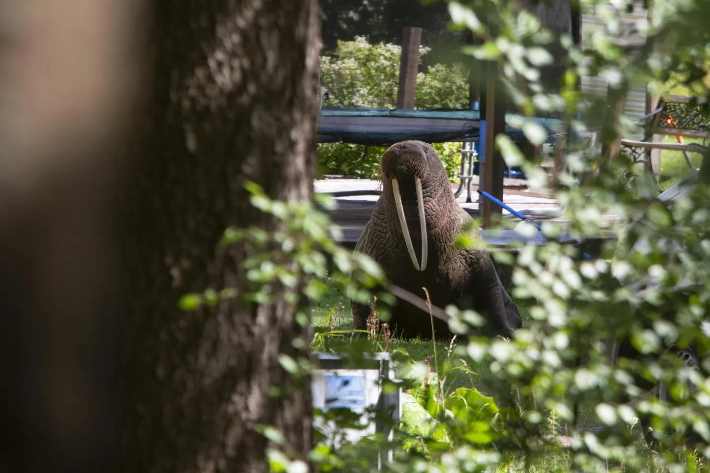 Morsk Kagu-Soomes Kotkas ühe eramaja hoovis üleeile enne, kui teda püüti transportida Helsingisse Korkeasaari loomaia metsloomade kliinikusse.