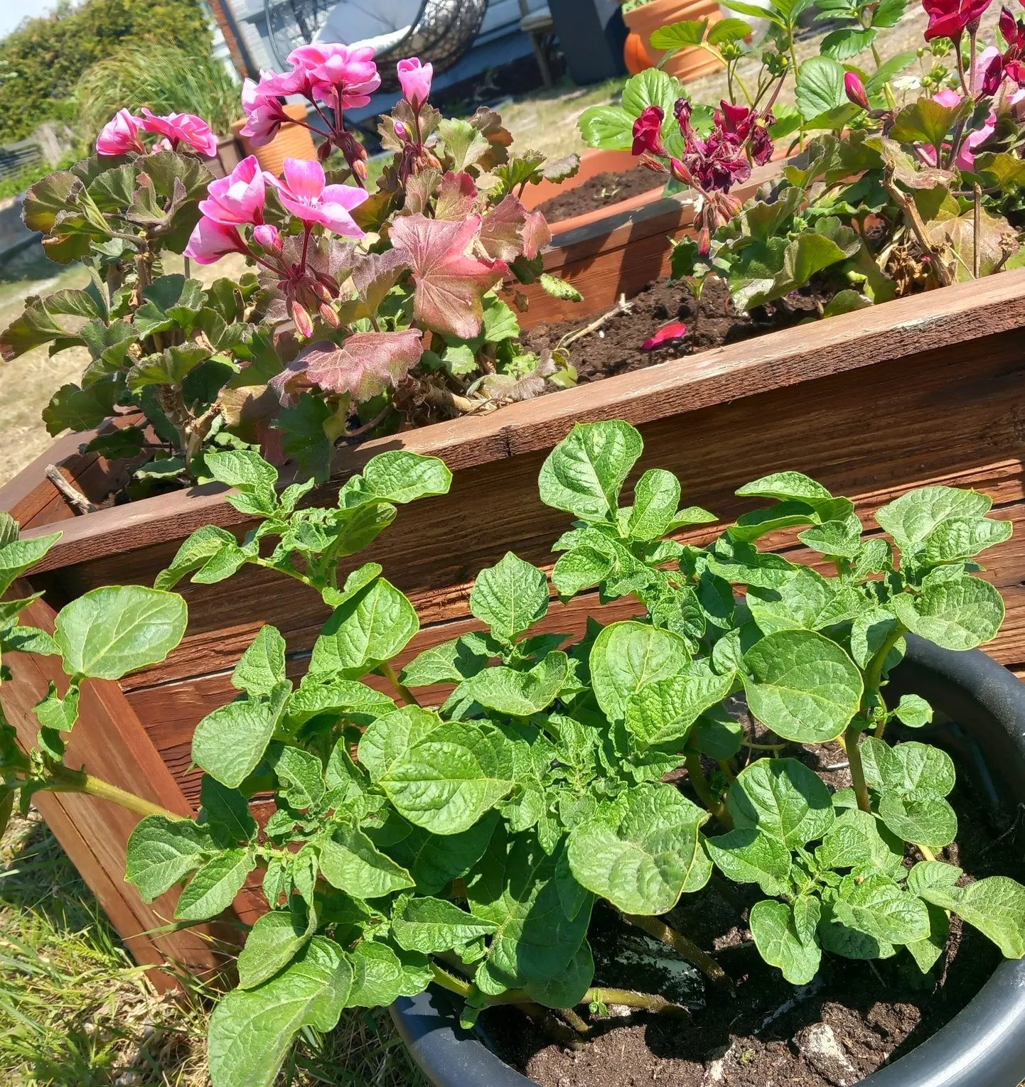Kartulitaimed näevad nii kenad välja, et neid ei pea sugugi tagaaeda peitma.