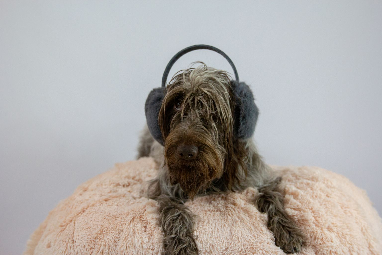 Ka koertele saab soetada helisummutavaid kõrvaklappe. Pilt on illustreeriv.