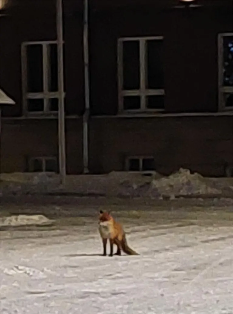 Лиса в центре Вильянди.