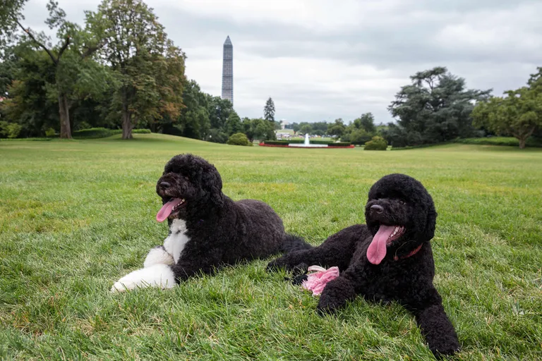 Barack Obama koerad Bo ja Sunny 2013. aasta aprillis Valge Maja õuel.
