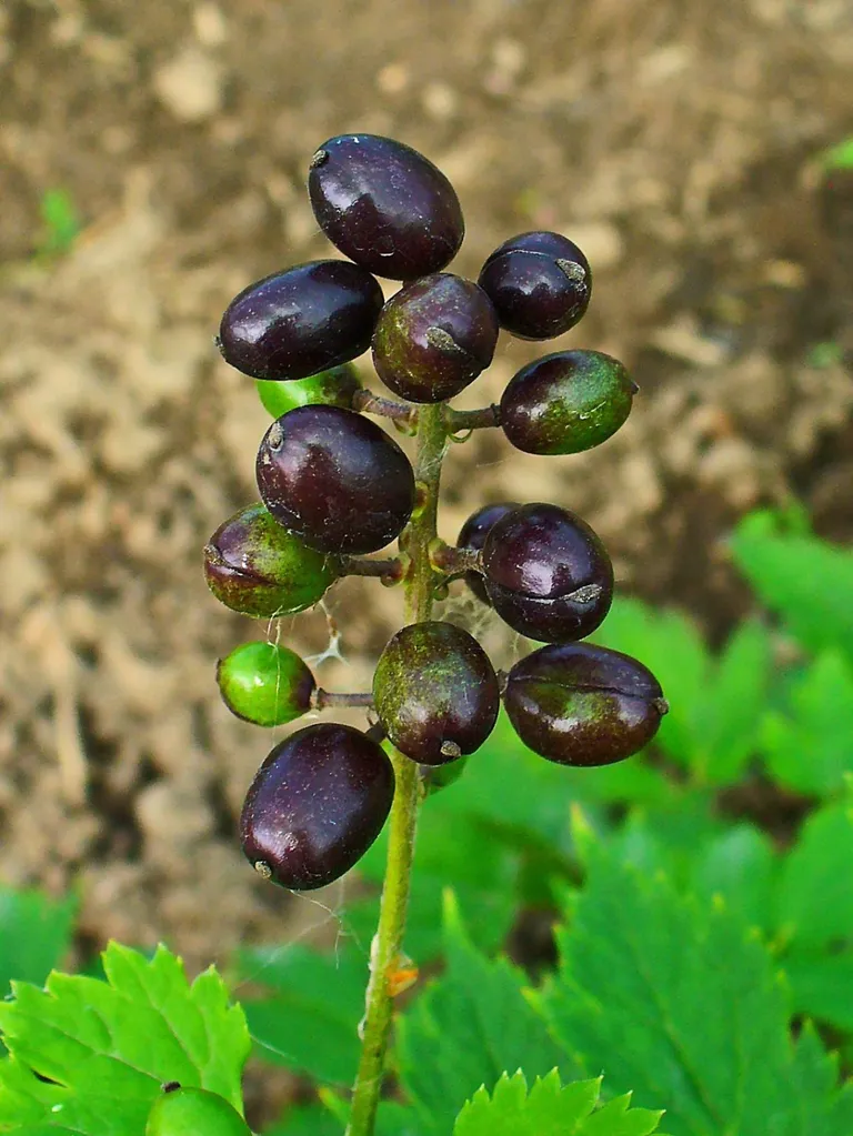 Salu-siumari (Actaea spicata) on valge tugeva lõhnaga kobarõisikuga mitmeaastane rohttaim. Õites on kuni kuus valget kroonlehte ja palju tolmukaid. Taime vili on lihav marjataoline kukkur. See on läikivmust, haisev ja lapergune.