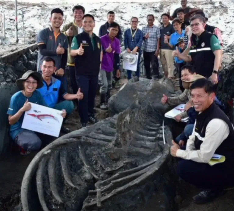 Tai paleontoloogid leidsid iidse vaala skeleti