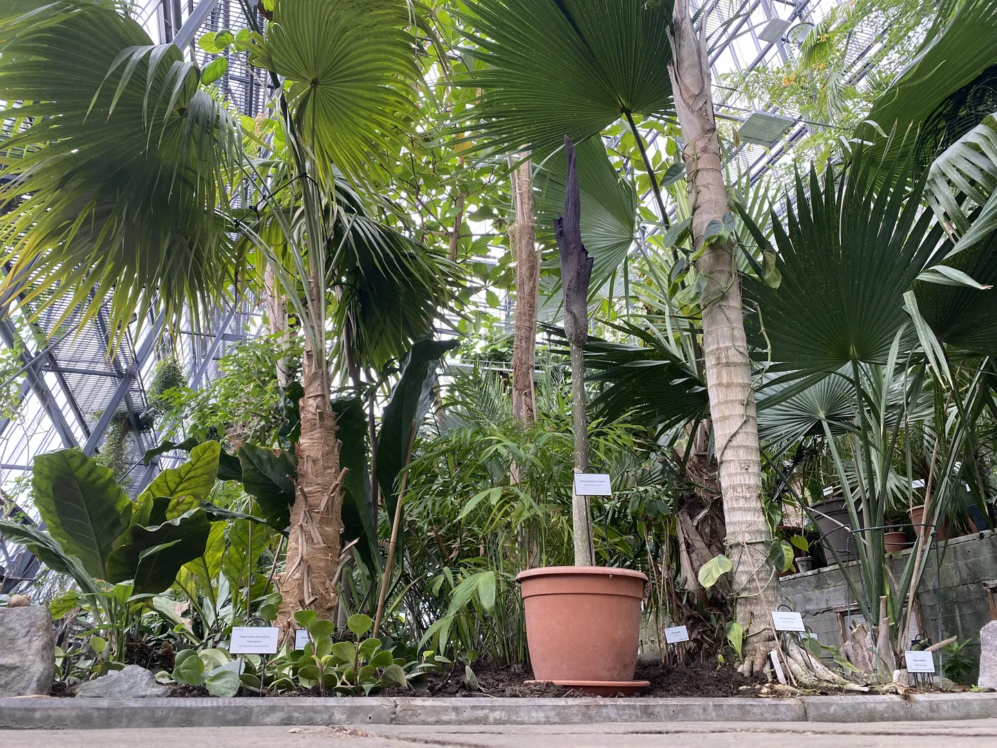 Tartu ülikooli botaanikaaia palmimajas õide puhkev titaanjuur.