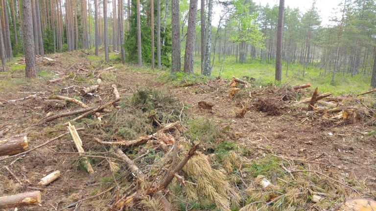(RMK uniform shelterwood cutting in the Marimetsa Ecological Reserve (Natura bird and animal area) limited management zone and Natura habitats.