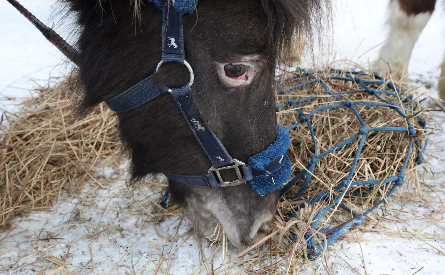 Möödunud aastal ERMi jõululaadal osalenud poni.