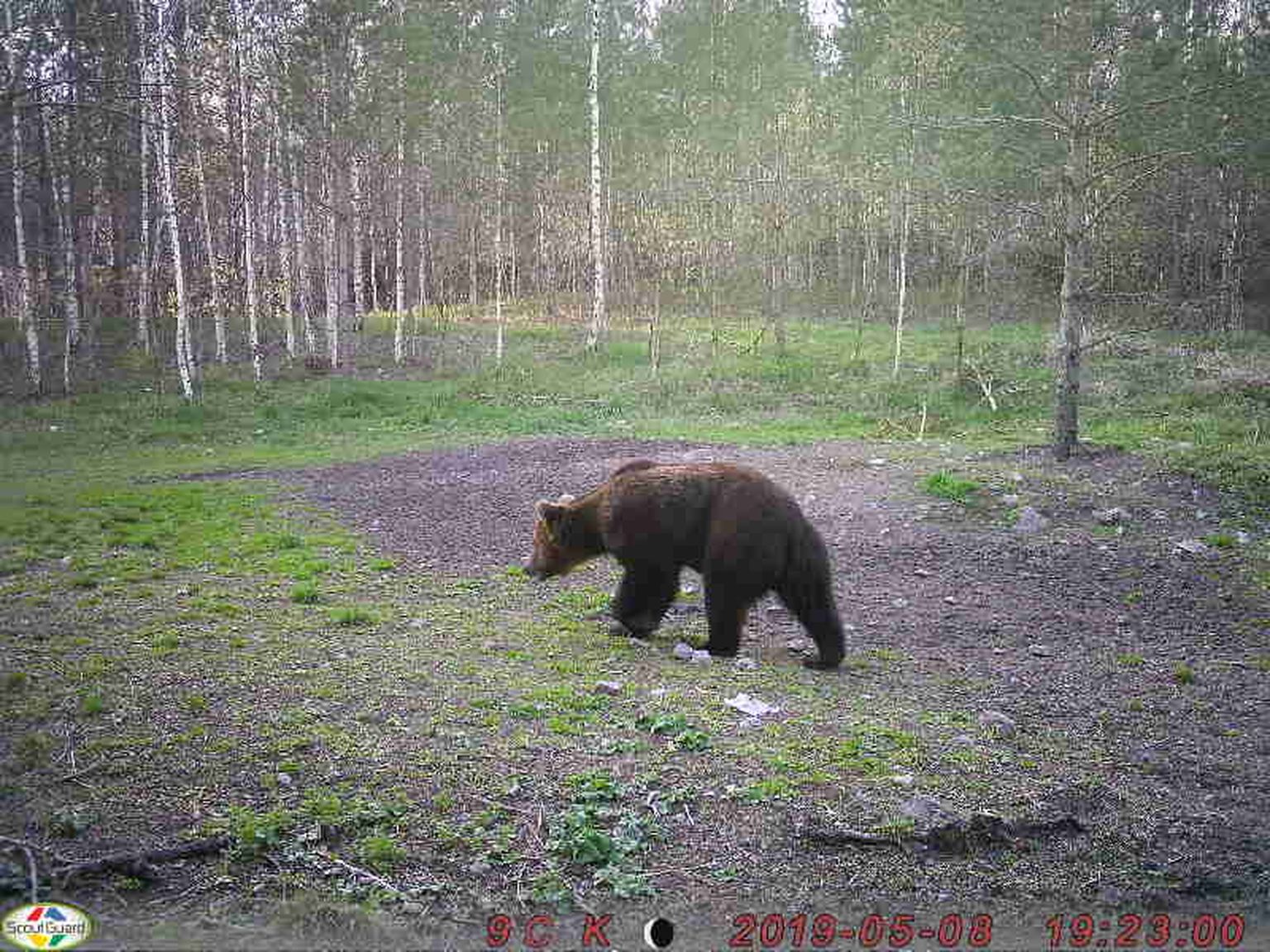 Voka karu pole teadaolevalt keegi pildistanud, see kolm aastat vana pilt on pärit Voka jahimeeste rajakaamerast.