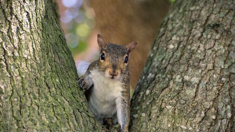 PUTINI «RAUDNUKUKE» VÄIDAB ⟩ Britid söövad vaesumise tõttu oravaid