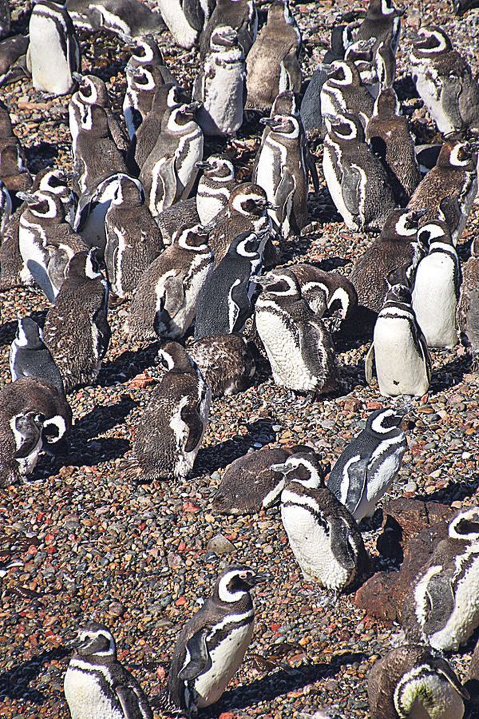 Rännu ootel: patagoonia pingviinid käivad Patagoonia randadel poegi kasvatamas ja pesitsemas augustist aprillini, ja neid on palju.