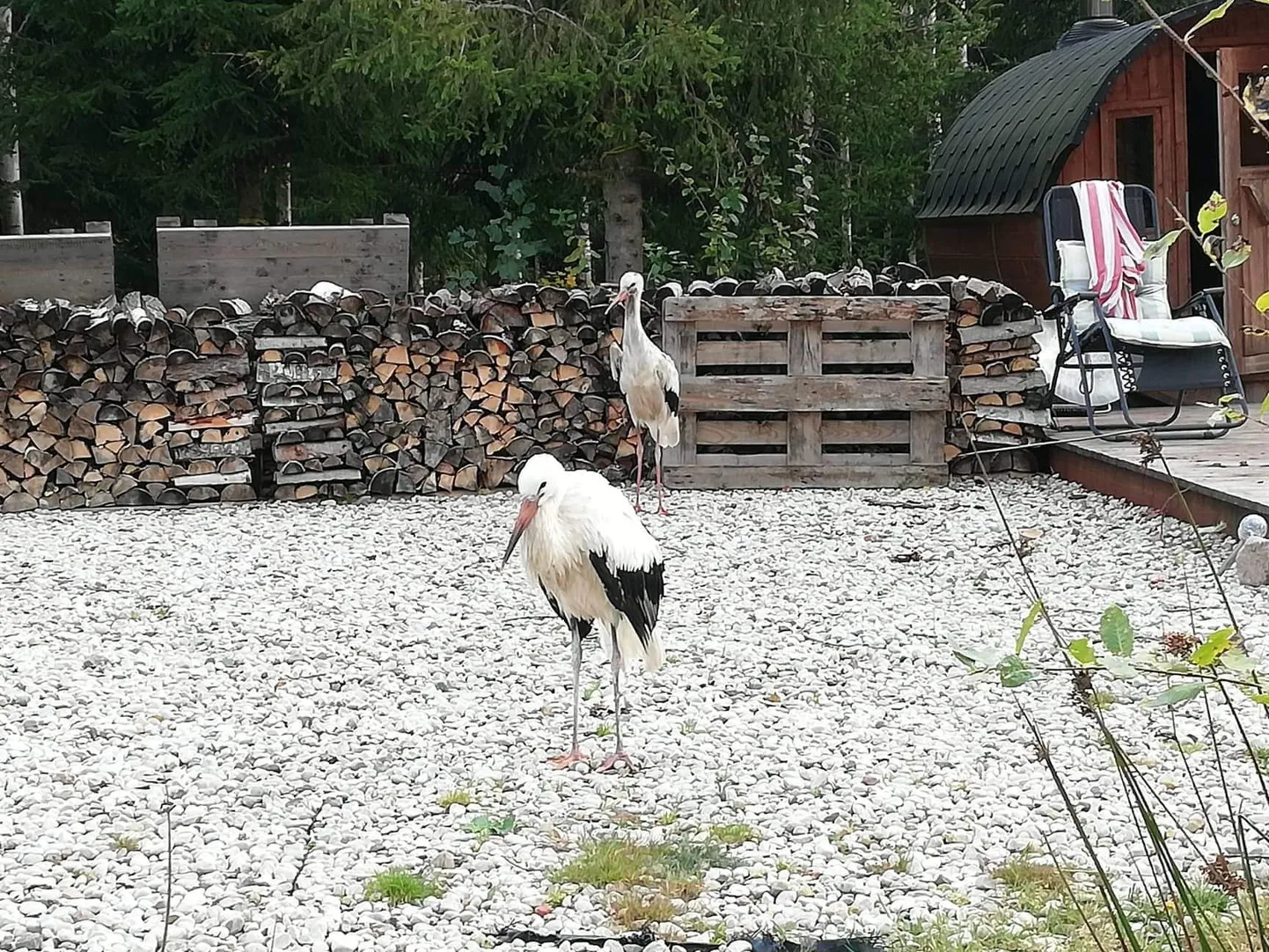 Kaks õnnetu saatusega valge-toonekurge saavad Risti linnutalus teineteise seltsis linnuasju ajada.