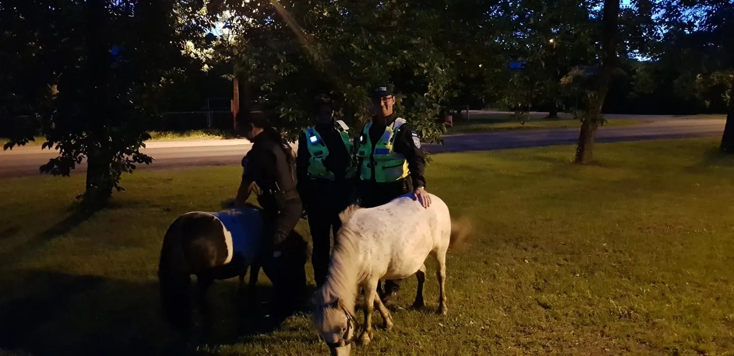 Patrullpolitseinikud leidsid Räämalt ööpimeduses jalutanud ponid.