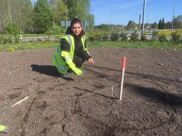 Alina Kryvenko kevadel päevalilleseemneid maha istutamas.