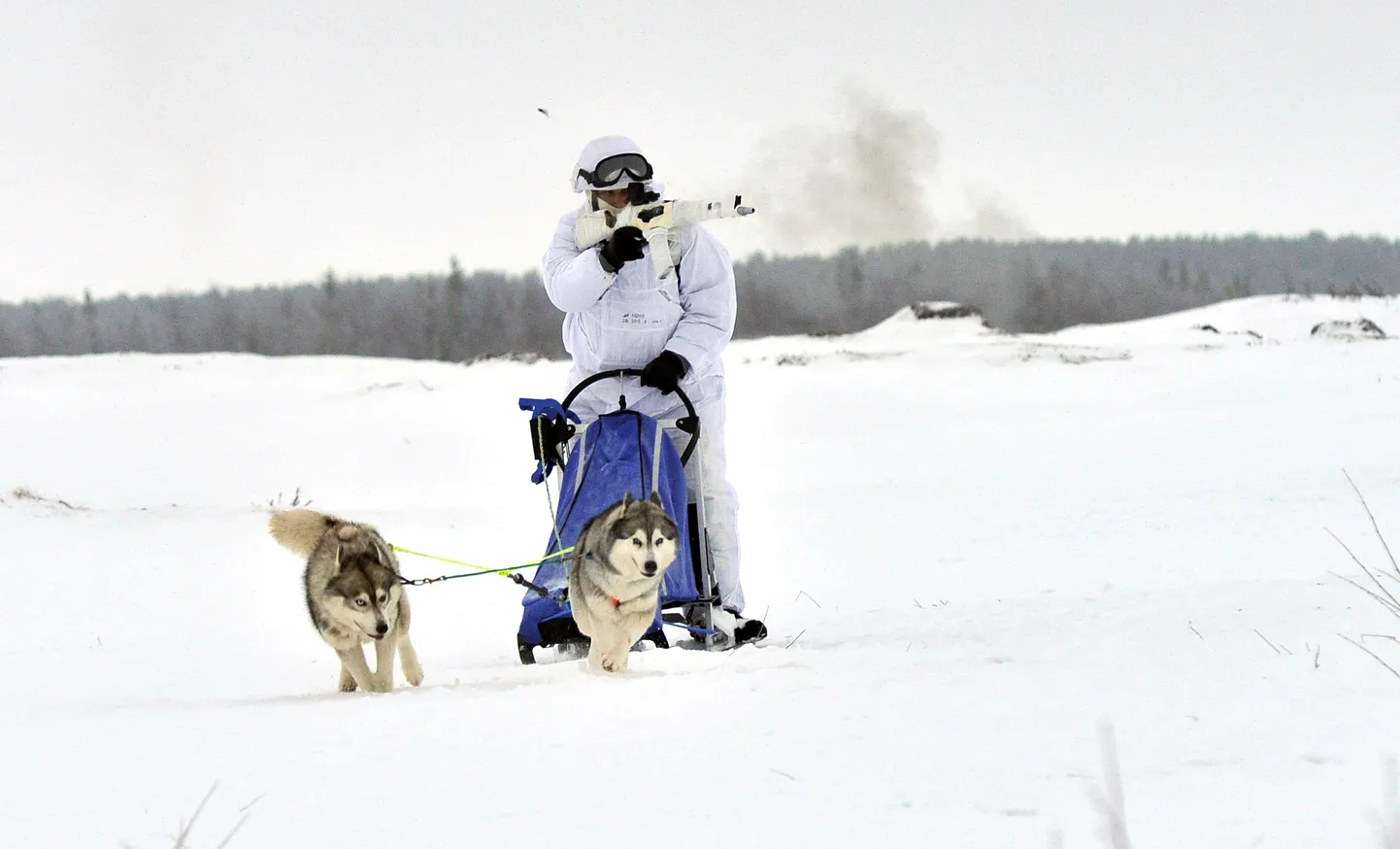 Venemaa arktilise motoriseeritud laskurbrigaadi võitleja koerarakendiga 2017. aasta õppusel.