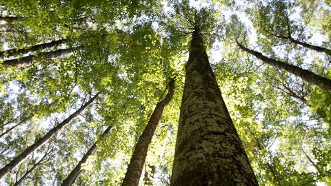 Eesti looduse tegijate seas kohtame pruuni käpalist ja tünnikujulist seent