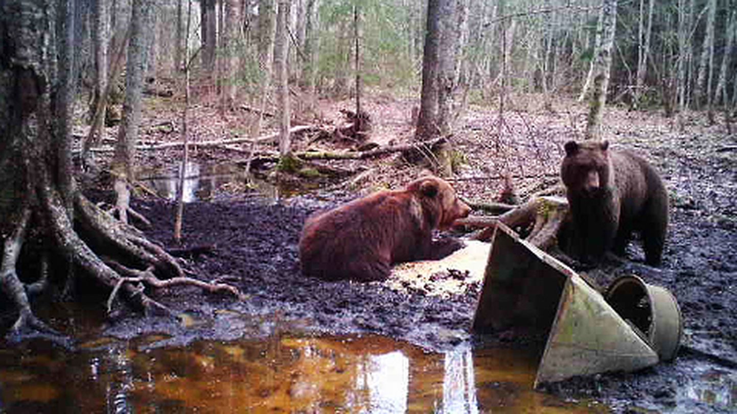 Seesuguseid karudega pilte on jahimeestel tänu rajakaameratele kümneid näidata; need mõmmikud on jäädvustatud 25. aprillil Virunurmes.